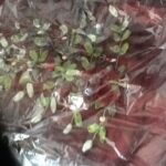 Christmas Tree Skirt Burgundy Silk
