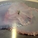 A Round Organza With Pink Bears