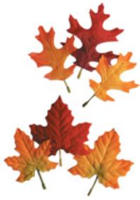 Thanksgiving Autumn Leaves